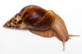 Lissachatina albopicta typ 2a adult, 12cm